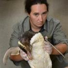 Department of Conservation biodiversity ranger Mel Young holds a yellow-eyed penguin, which  died...