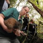 Department of Conservation Haast Tokoeka team leader Neil Freer prepares one of 10 tokoeka kiwis...