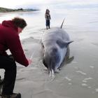 Department of Conservation ranger Graeme Loh measures up a dead beaked whale on Ocean View Beach...