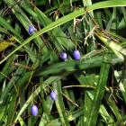 Dianella tasmanica. Photo by Gregor Richardson.