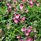 Diascia patens. Photo by Gerard O'Brien.