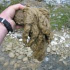 Didymo scooped from the Waitaki River near the confluence with the Otiake River. Photo by Fish...