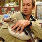 Doc Biodiversity Assets programme manager David Agnew holds a yellow-crested royal penguin which...