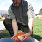 Doc ranger Daniel Jack with one of the bigger goldfish. Photos by Mark Price.