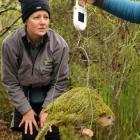 Doc ranger Liz Whitwell reads the weight of a kakapo chick on Codfish Island. Photo by Stephen...