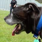 Dog Rescue Dunedin handler Keryn Aitken walks rescued dogs in Forrester Park last week. Photo by...