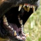 dog_teeth_sig_jpg_54b5f5dfb2.jpg