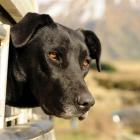Don't forget the dog trials at Closeburn today and tomorrow. Photo by Stephen Jaquiery.