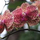 Doritaenopsis KV Beauty is an appealing hybrid. Photos by Gillian Vine.