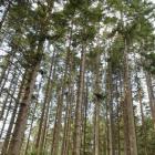 Douglas fir, such as these owned by City Forests near Three Mile Hill Rd, in Dunedin, yesterday,...
