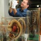 Dr Paul Trotman has curated the exhibition "Still Life: The Art of Anatomy", which is on at the...