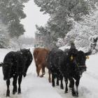 Drought effects earlier this year will surface in economic data later in the year; pictured, cows...