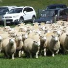 Dry hoggets on display at the field day on the farm of Phill Hunt and Lizzie Carruthers near...