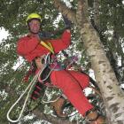 Dunedin arborist Peter Waymouth believes in getting the qualifications to go with the skills....