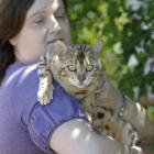 Dunedin cat breeder Teresa Richards considers Bengal cat Chrystal Cleopatra poses no more danger...