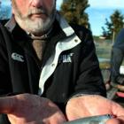 Dunedin Community Salmon Hatchery Trust chairman Brett Bensemann wrestles with a juvenile salmon...