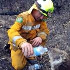 Dunedin firefighter Chris McLeod gives water to a koala in Victoria. Photo supplied