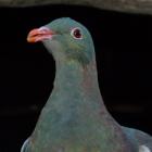 Dunedin people are being asked to keep an eye out for kereru as part of a nationwide count of the...