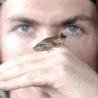 Dunedin student Morgan McLean holds one of his pet brown tree frogs. Photo by Linda Robertson.