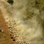 Dust billows as sheep are driven down a fence line near Beaumont at the weekend. Photo by Stephen...