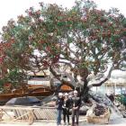 Dwarfed by the reproduction pohutukawa manufactured in Upper Hutt are (from left) Shanghai...
