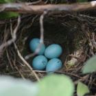 Eggs in the nest of dunnock, hidden in a herb garden at the Dunedin Botanic Garden.Photo by Peter...