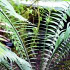 Encephalartos villosus. Photo by Gregor Richardson.