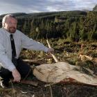 Energy consultant Neville Auton inspects post-harvesting wood waste on Three Mile Hill which he...