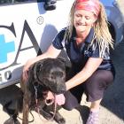 Central Otago SPCA co-ordinator Shirlene Steel checks  11-month-old Arnie.  Arnie was one of five...