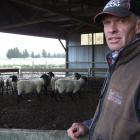 Eric Ross at home on his Hakataramea farm yesterday with some of his Suffolk sheep. Photo by...