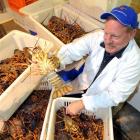 Euan MacDougall takes a look at early season crayfish as it arrives at Fiordland Lobster's...