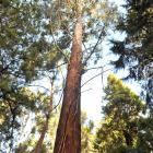 Eucalyptus regnans. Photo by Linda Robertson.