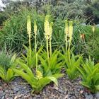 Eucomis can be found in the Southern African Garden. Photo by Gregor Richardson.