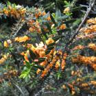 Eutaxia myrtifolia