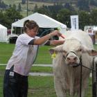 Evolution, a Charolais cattle beast from Silver Stream at Greenpark, near Tai Tapu, Christchurch,...