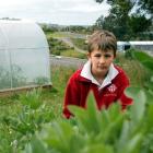 Fairfield School pupil Ben Wilden (10) checks the progress of broad beans that are being grown on...