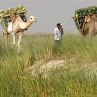 Farmers transport watermelons on their camels on the banks of the river Ganges, to sell at a...
