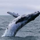 fears_of_violent_conflict_in_southern_ocean__4e8bb3a92c.jpg
