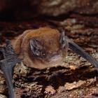 Felling beech trees for the monorail will rob critically endangered long-tailed bats of habitats....