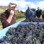 Felton Road viticulturist Gareth King tries some of the pinot noir grapes being harvested this...