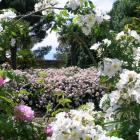 Few gardeners would think of putting garlic in their rose beds but it is said to improve roses'...