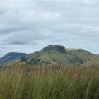 Fijian sugar cane is harvested when it flowers, from June to December. Photos by Gillian Vine...