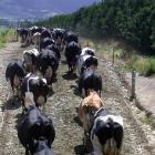Financial analysts specific to the dairy sector in the South are lukewarm to the idea of the...