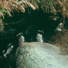 Fiordland crested penguins. Photo by Real Journeys