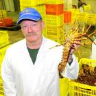 Fiordland Lobster Company Dunedin processing plant manager Ewan MacDougall with a rock lobster...