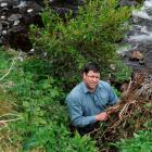 Fish and Game Otago operations manager Ian Hadland with the green waste dumped on the banks of...