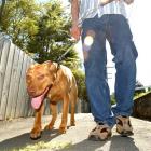 Five American pit bull terriers, like the one pictured, and pit bull crosses in the Queenstown...