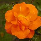 Floribunda rose Mary Sumner.