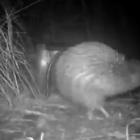 Footage of juvenile kiwi Sven taken at the Orokonui Ecosanctuary. Photo from the Orokonui...