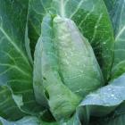 For healthy cabbages and other brassicas, crop rotation is vital. Photos by Gillian Vine.